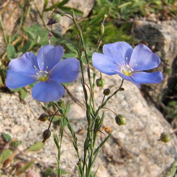 Linum perenne - Blauer Staudenlein