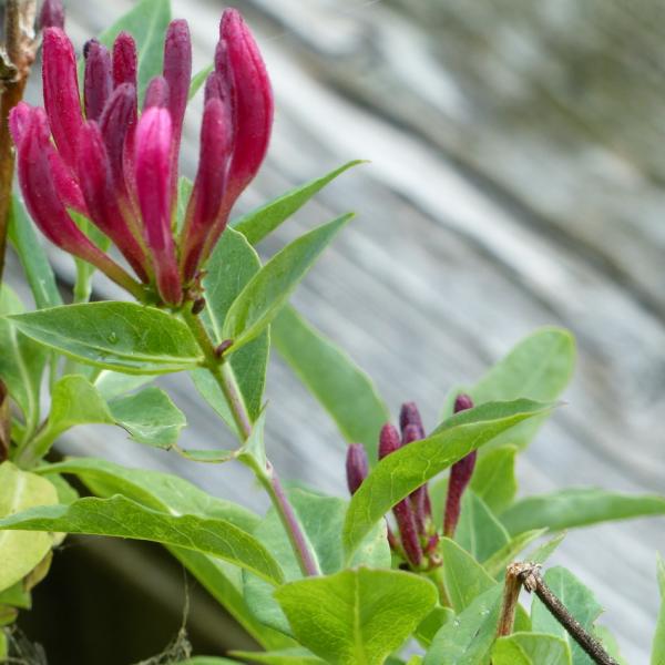 Lonicera periclymenum - Waldgeissblatt