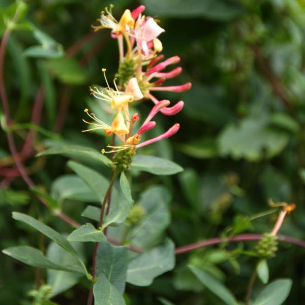 Lonicera periclymenum - Waldgeissblatt