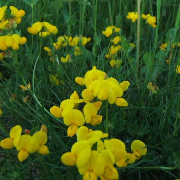 Lotus corniculatus - Hornschotenklee