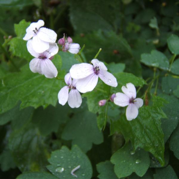 Lunaria rediviva - Ausdauerndes Silberblatt