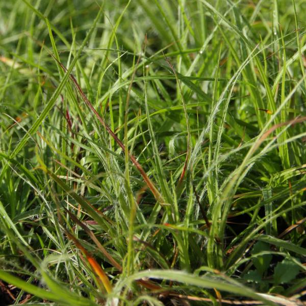 Luzula nivea - Schneehainsimse