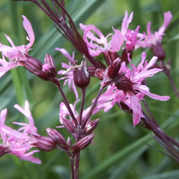 Lychnis flos-cuculi - Kuckuckslichtnelke