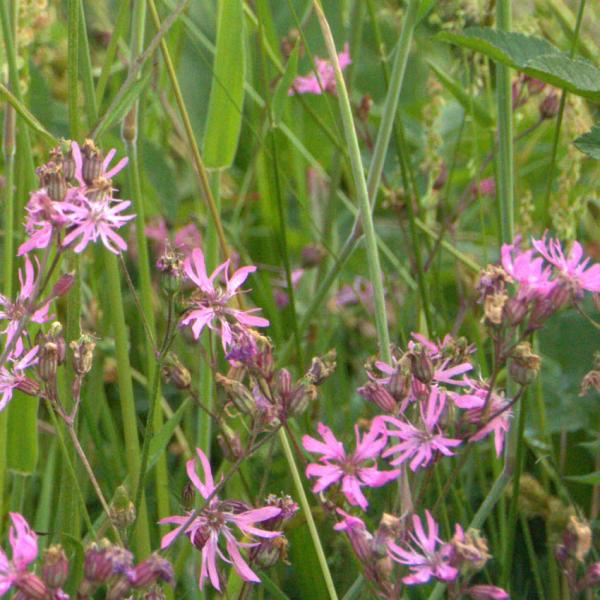 Lychnis flos-cuculi - Kuckuckslichtnelke