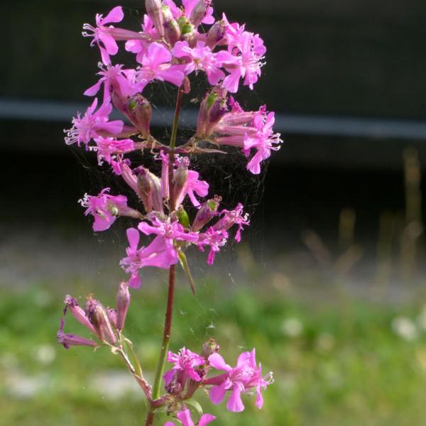 Lychnis viscaria - Pechnelke