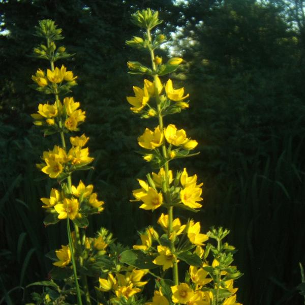 Lysimachia punctata - Punktierter Gilbweiderich