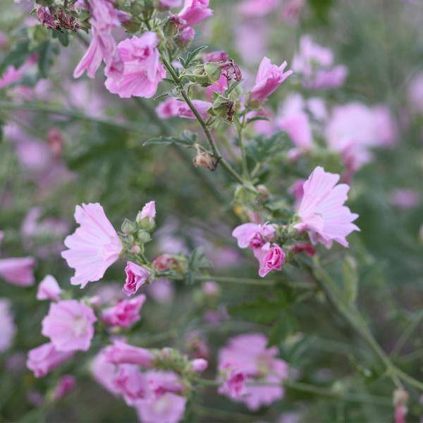 Malva alcaea - Sigmarskraut
