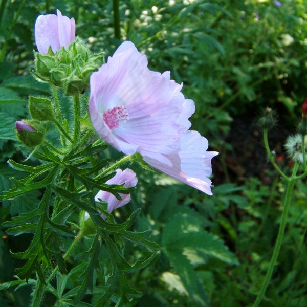 Malva moschata - Moschusmalve