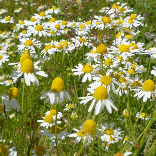 Matricaria recutica - Echte Kamille