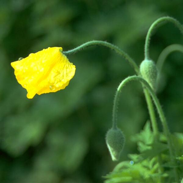 Meconopsis cambrica - Gelber Scheinmohn