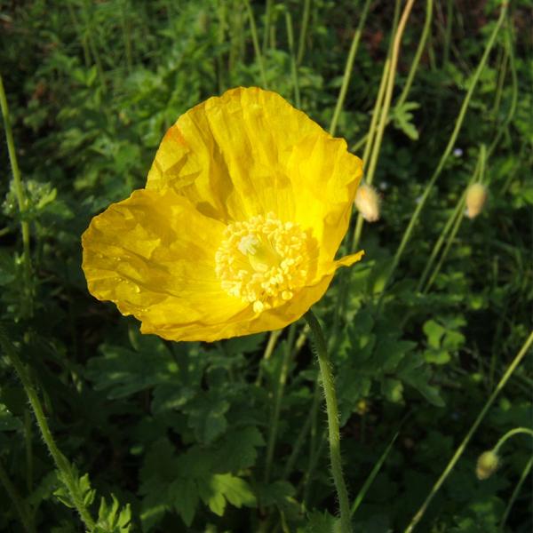 Meconopsis cambrica - Gelber Scheinmohn