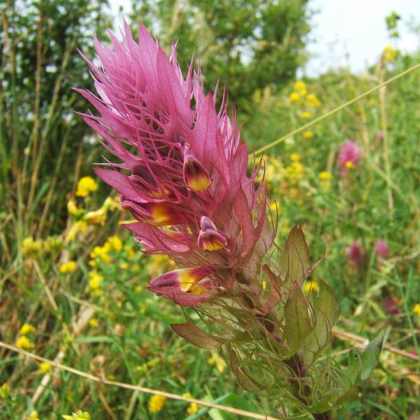Melampyrum arvense - Ackerwachtelweizen