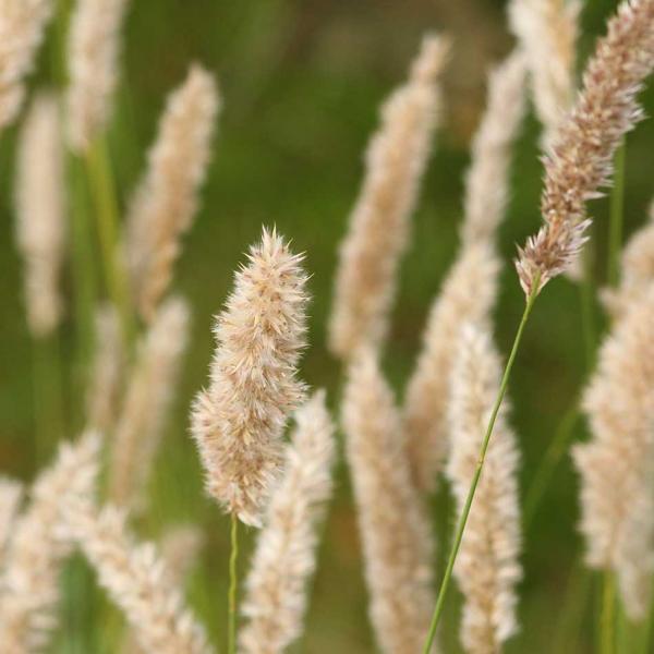 Melica ciliata - Wimperperlgras