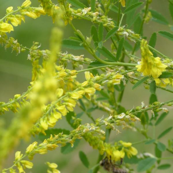 Melilotus officinalis - Echter Steinklee
