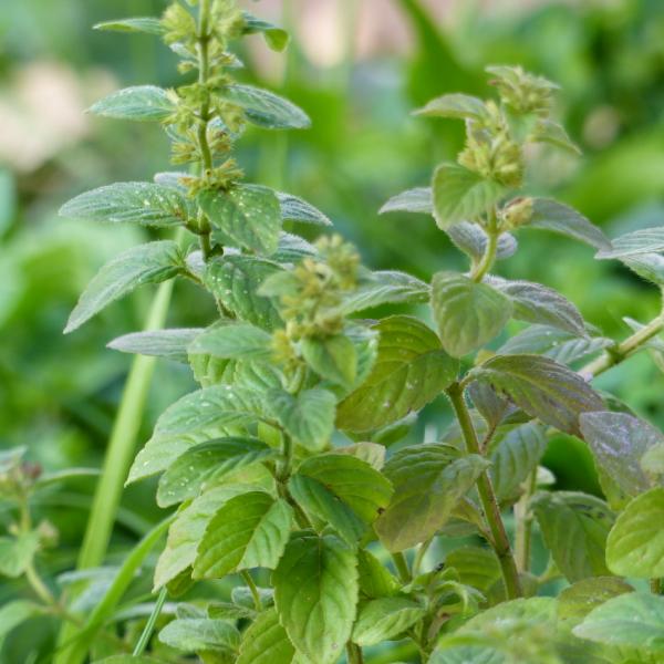 Mentha aquatica - Wasserminze