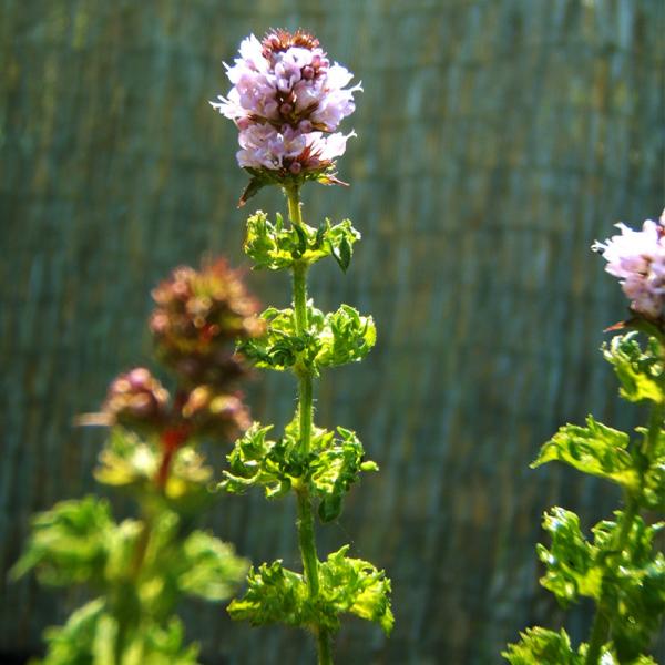 Mentha crispa - Krause Minze