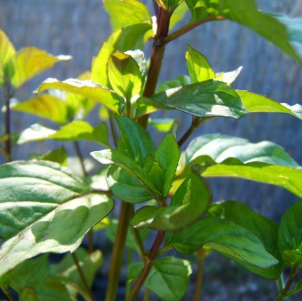Mentha x piperita var. Citrata - Orangenminze