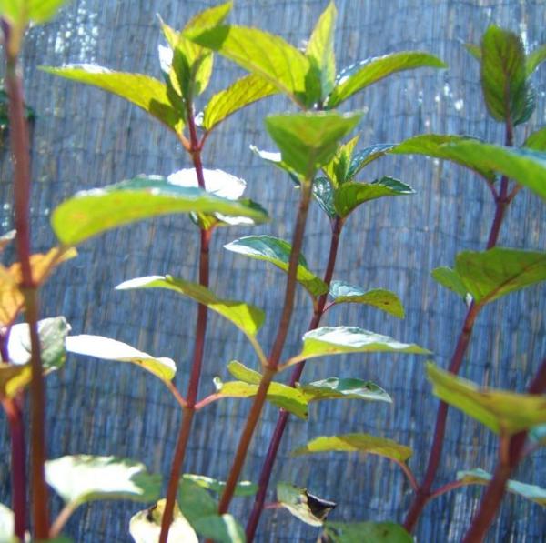 Mentha x piperita Mitcham - Pfefferminze