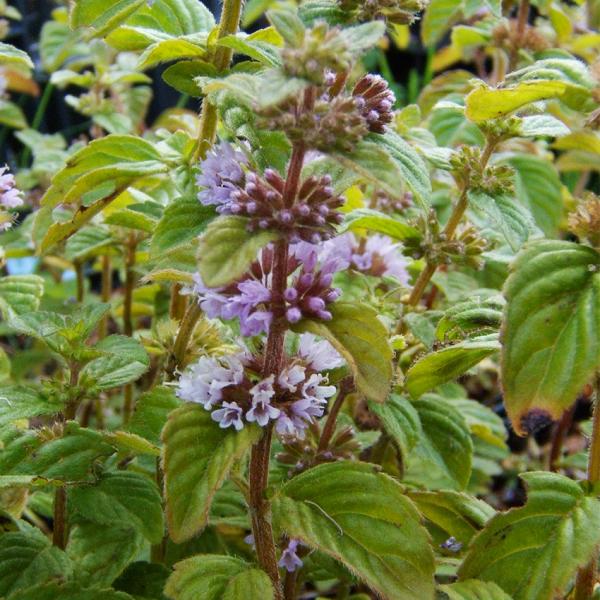 Mentha pulegium - Poleiminze