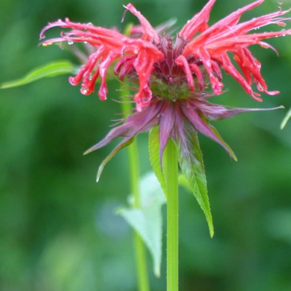 Monarda didyma Squaw - Goldmelisse