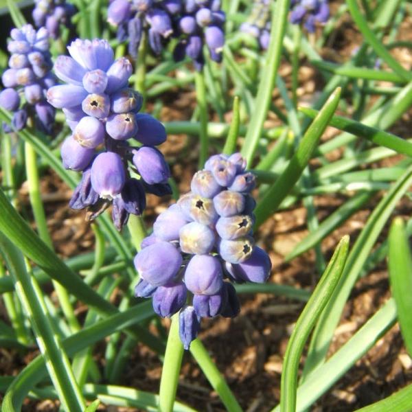 Muscari botryoides