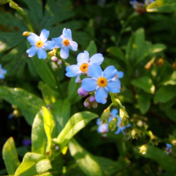 Myosotis palustris - Sumpfvergissmeinnicht
