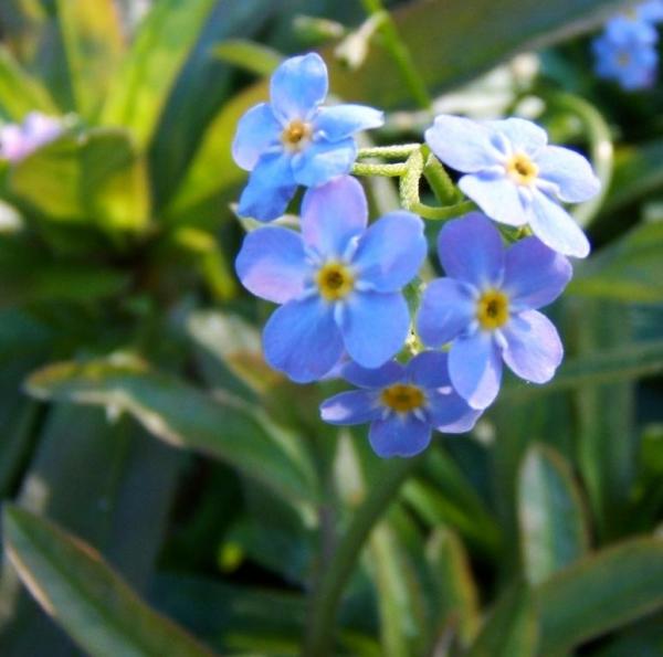 Myosotis sylvatica - Waldvergissmeinnicht