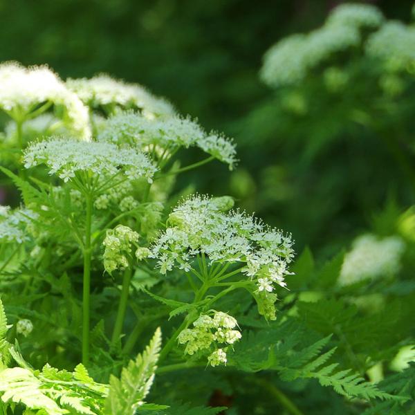 Myrrhis odorata - Süssdolde