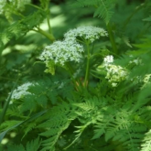 Myrrhis odorata - Süssdolde