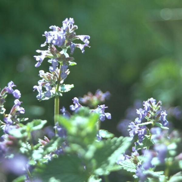 Nepeta cataria - Katzenminze