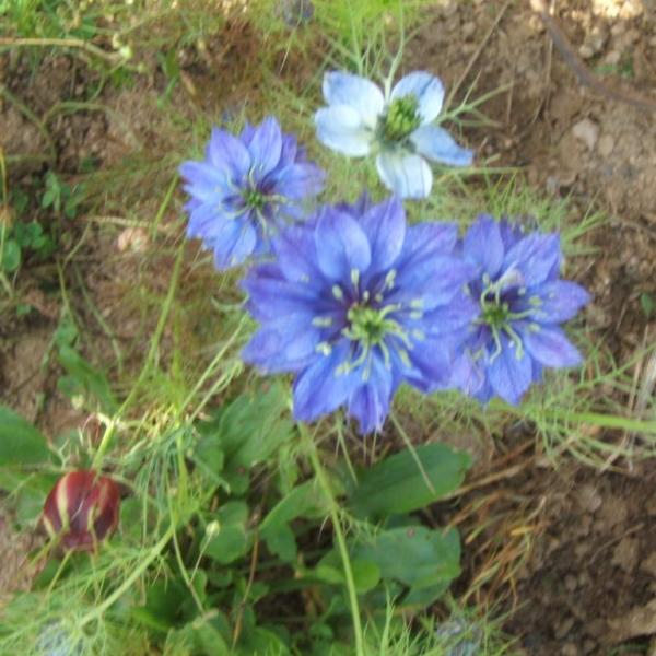 Nigella damascena - Jungfer im Grünen