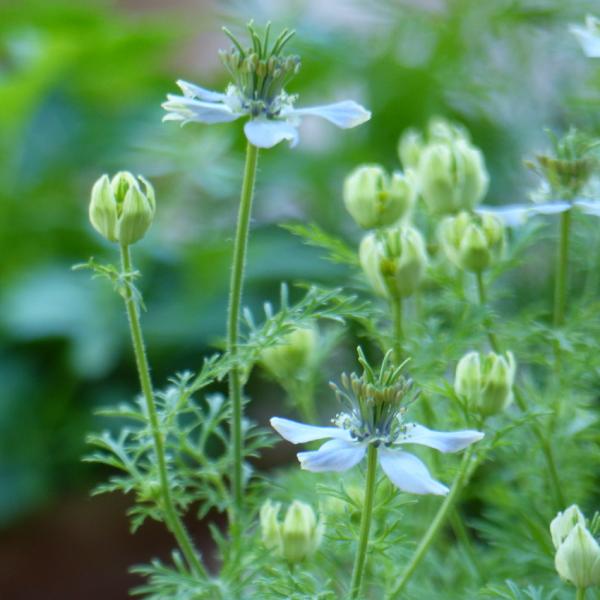 Nigella sativa - Schwarzkümmel