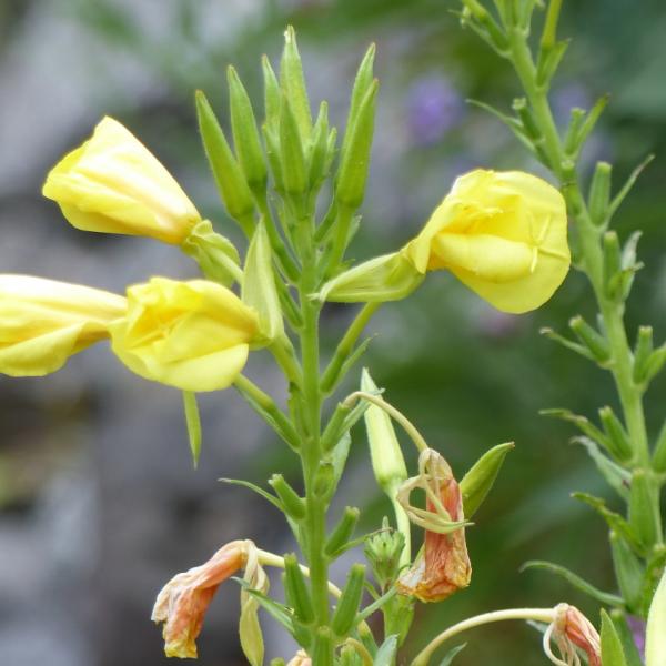 Oenothera biennis - Nachtkerze