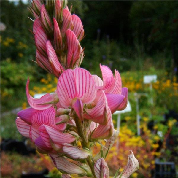 Onobrychis viciifolia - Esparsette
