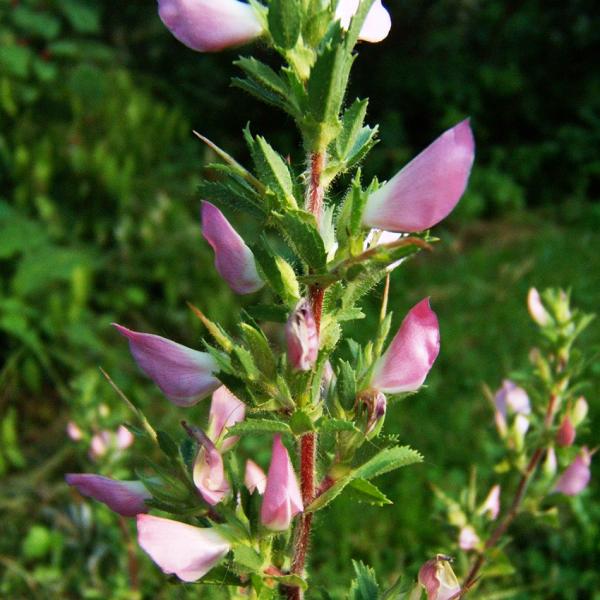 Ononis spinosa - Hauhechel