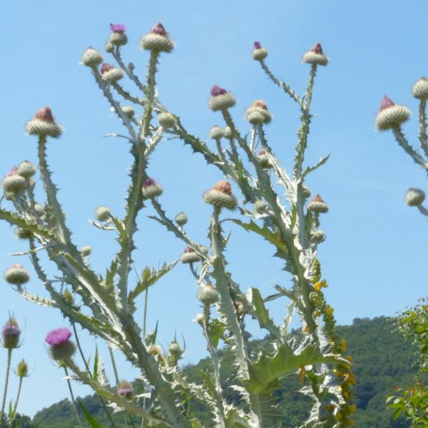 Onopordum acanthium - Eselsdistel