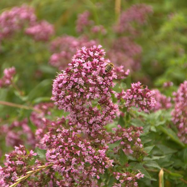 Origanum vulgare - Oregano, Dost