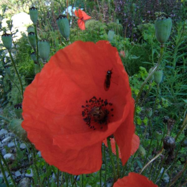 Papaver rhoeas - Klatschmohn