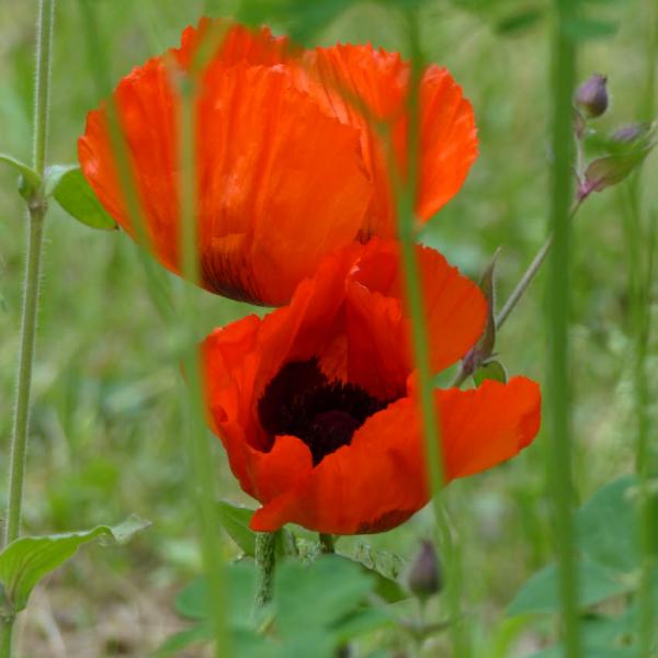 Papaver orientale - Türkenmohn