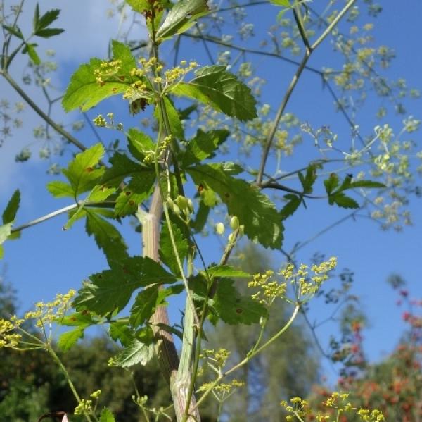 Pastinaca sativa - Wildpastinak