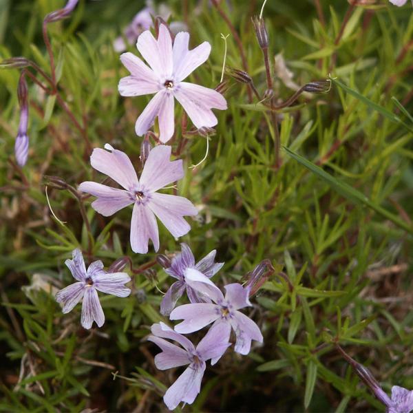 Phlox subulata - Polsterphlox