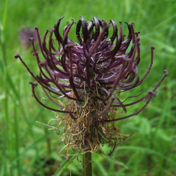 Phyteuma nigrum - Schwarze Teufelskralle