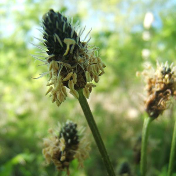 Plantago lanceolata - Spitzwegerich