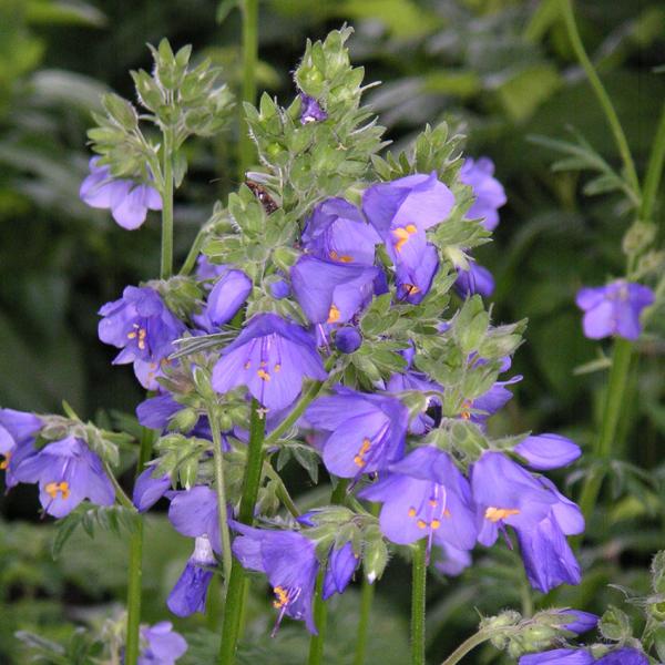 Polemonium caeruleum - Himmelsleiter