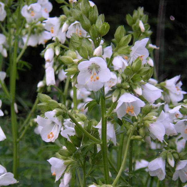 Polemonium caer. Alba - Weiße Himmelsleiter