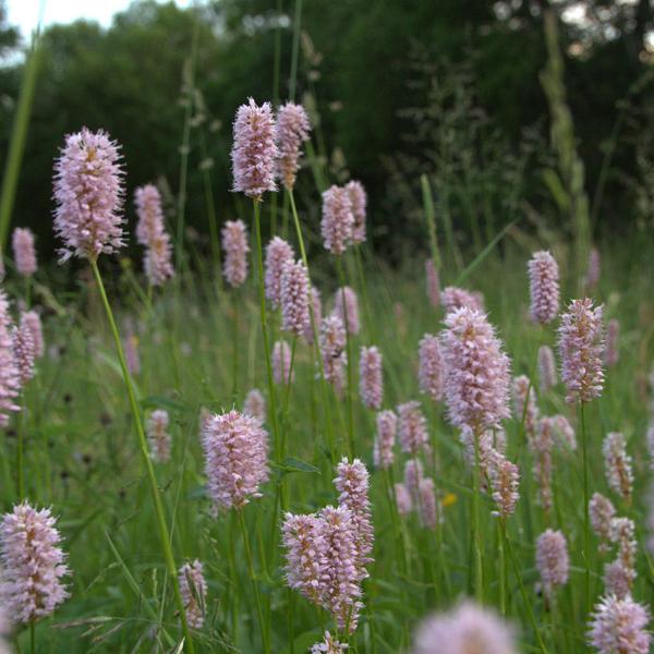 Polygonum bistorta - Wiesenknöterich
