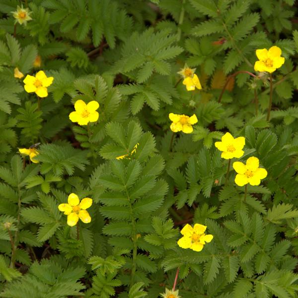 Potentilla anserina - Gänsefingerkraut