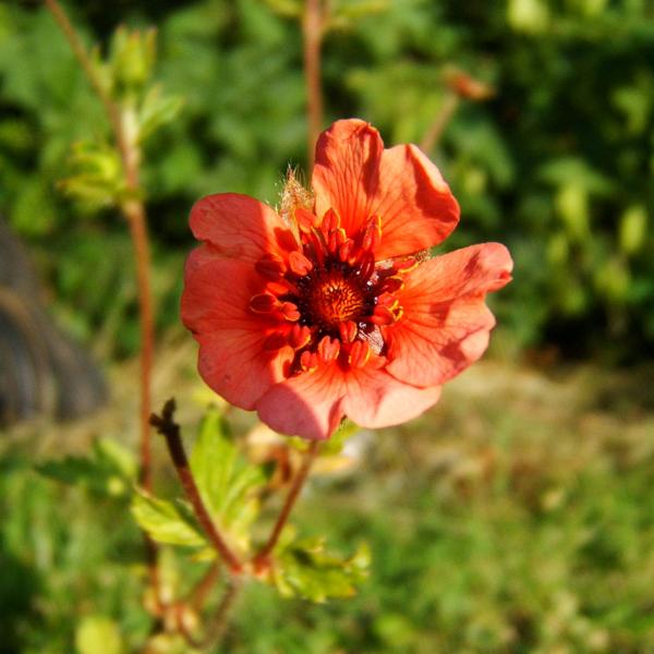 Potentilla nepalensis - Rotäugig. Fingerkraut