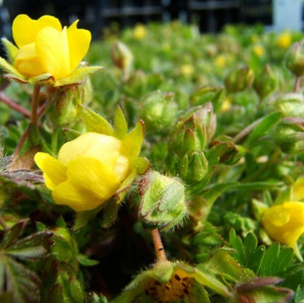 Potentilla verna - Frühlingsfingerkraut
