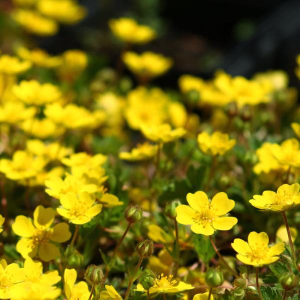 Potentilla verna - Frühlingsfingerkraut